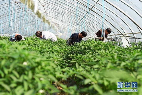 安徽肥东 发展大棚蔬菜种植助脱贫