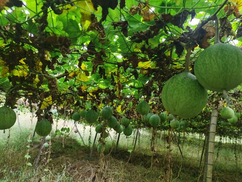 瓜篓中医农业生态种植技术方案一,施足底肥:用高钙生物有机肥配套复合