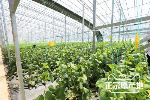 蔬菜种植走科技路线,天猫农场携手寿光蔬菜打造数字化基地